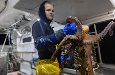 Octopus rukt op richting Nederlandse kust, maar kans dat we hem overdag spotten is klein