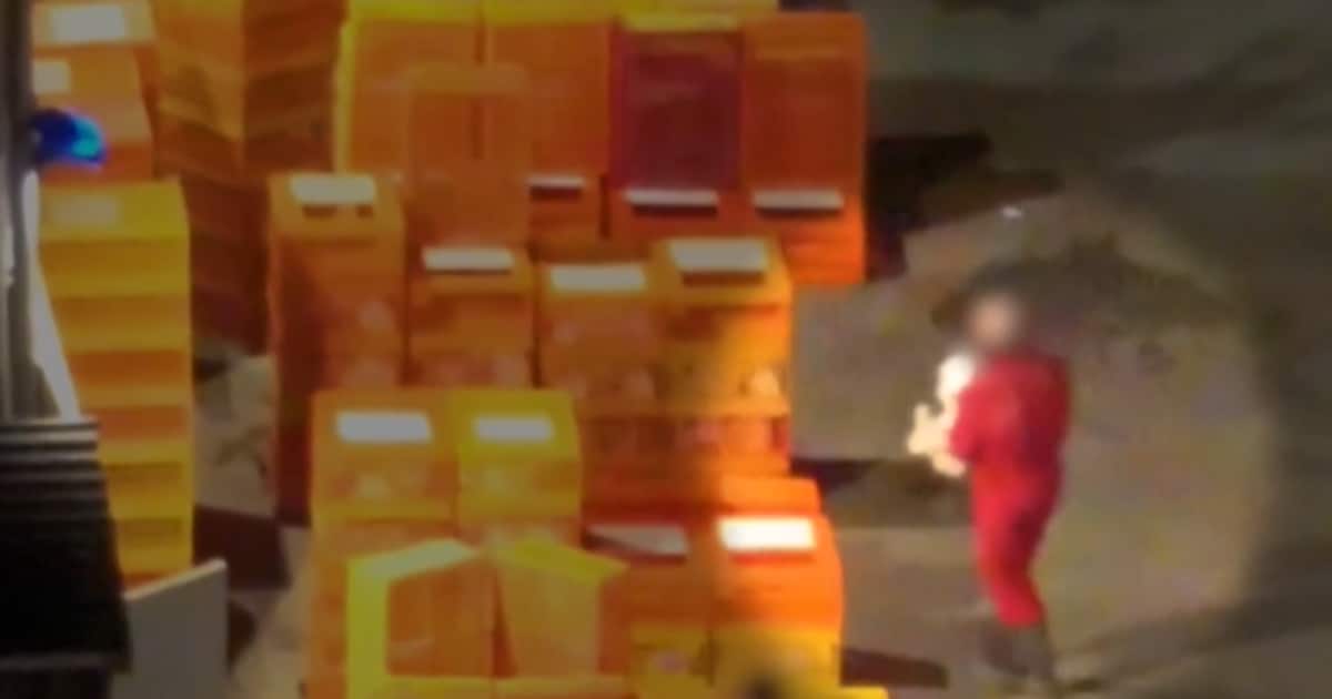 Misstanden bij konijnenfokkerijen gefilmd, ook in Gelderland: dieren aan oren opgetild en in kratten