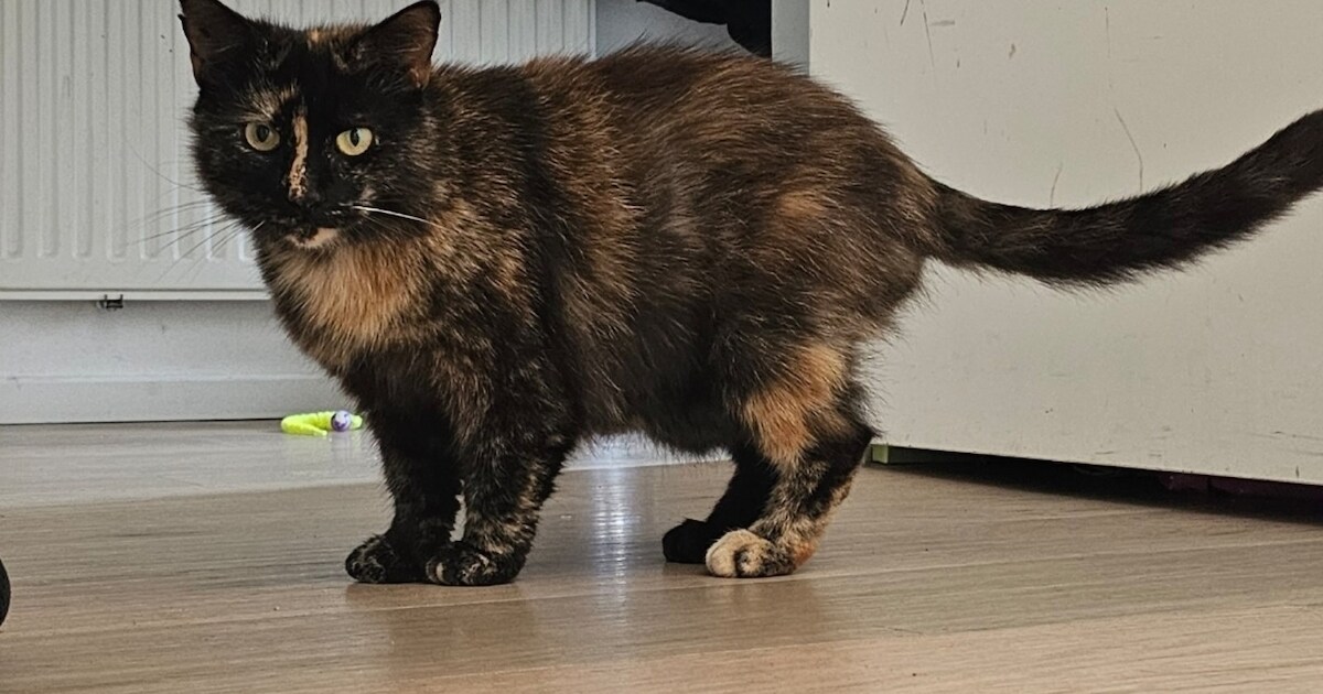 Heb jij Poekie gezien? Dit huisdier wordt in Ommen vermist