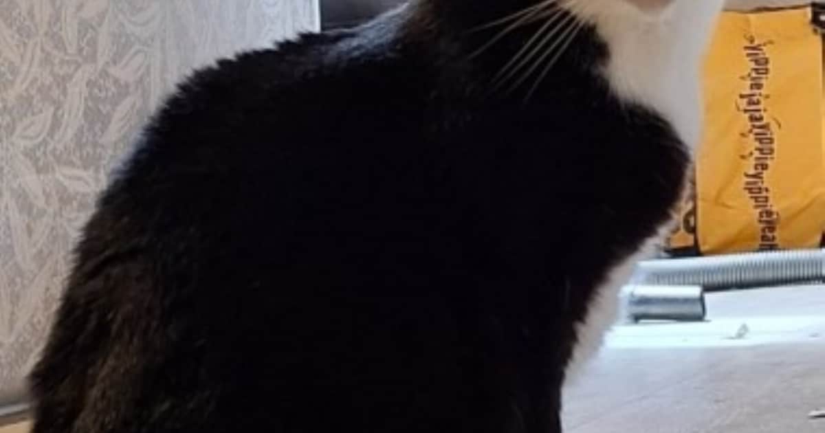 Heb jij Pip, Mees of Lola gezien? Deze vier huisdieren worden in Kampen vermist
