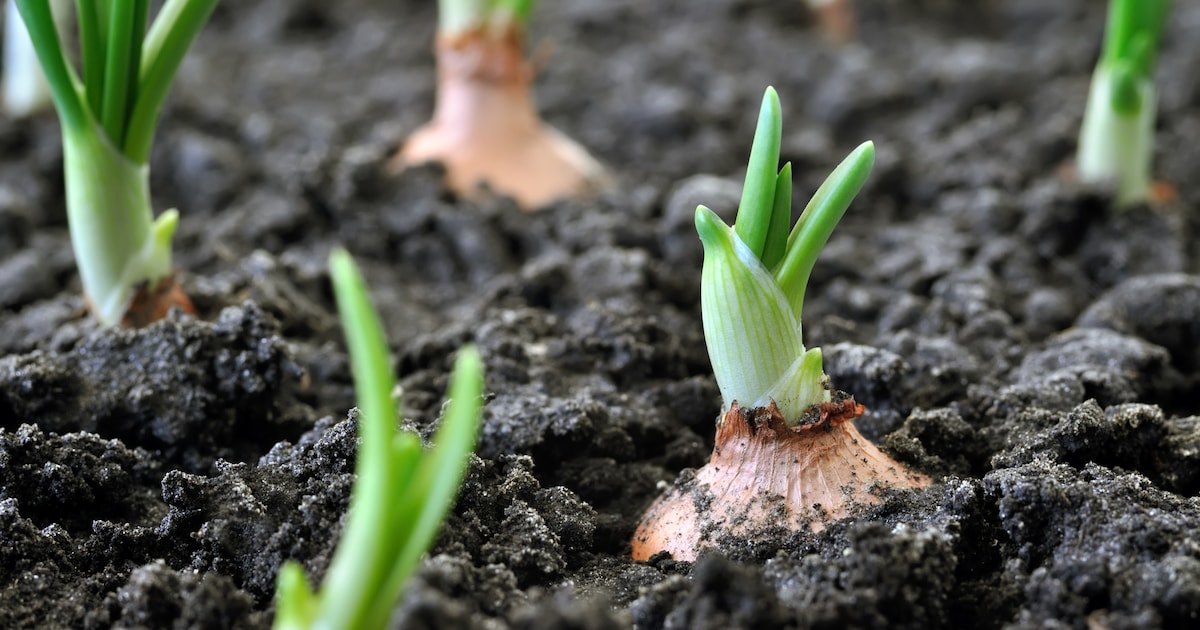 Zelfoogsttuin uit Nijmegen-West wordt twee keer zo groot