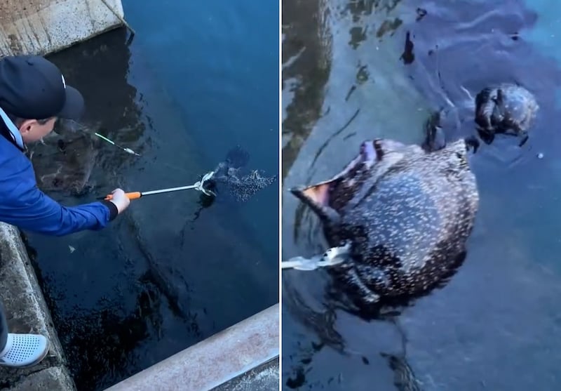 Visser vangt mysterieus zeewezen in Zuid-Korea.
