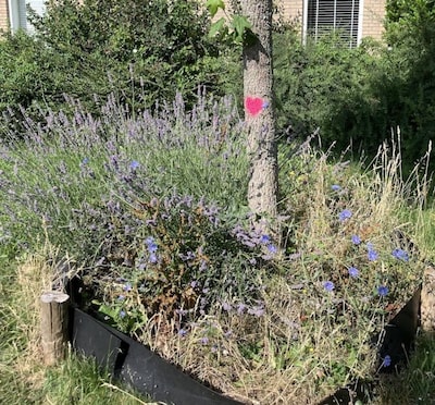 Waarom hebben sommige bomen in Zeewolde een roze hart?