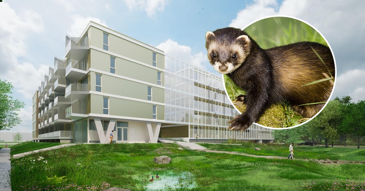 De bunzing is verdwenen en dus kan bouw van 120 appartementen in Liendert eindelijk van start