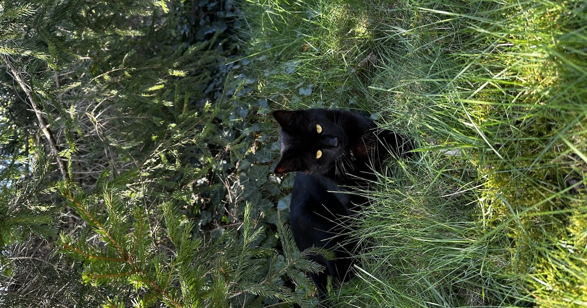 Heb jij Nugget of ShaJa gezien? Deze twee huisdieren worden in Raalte vermist