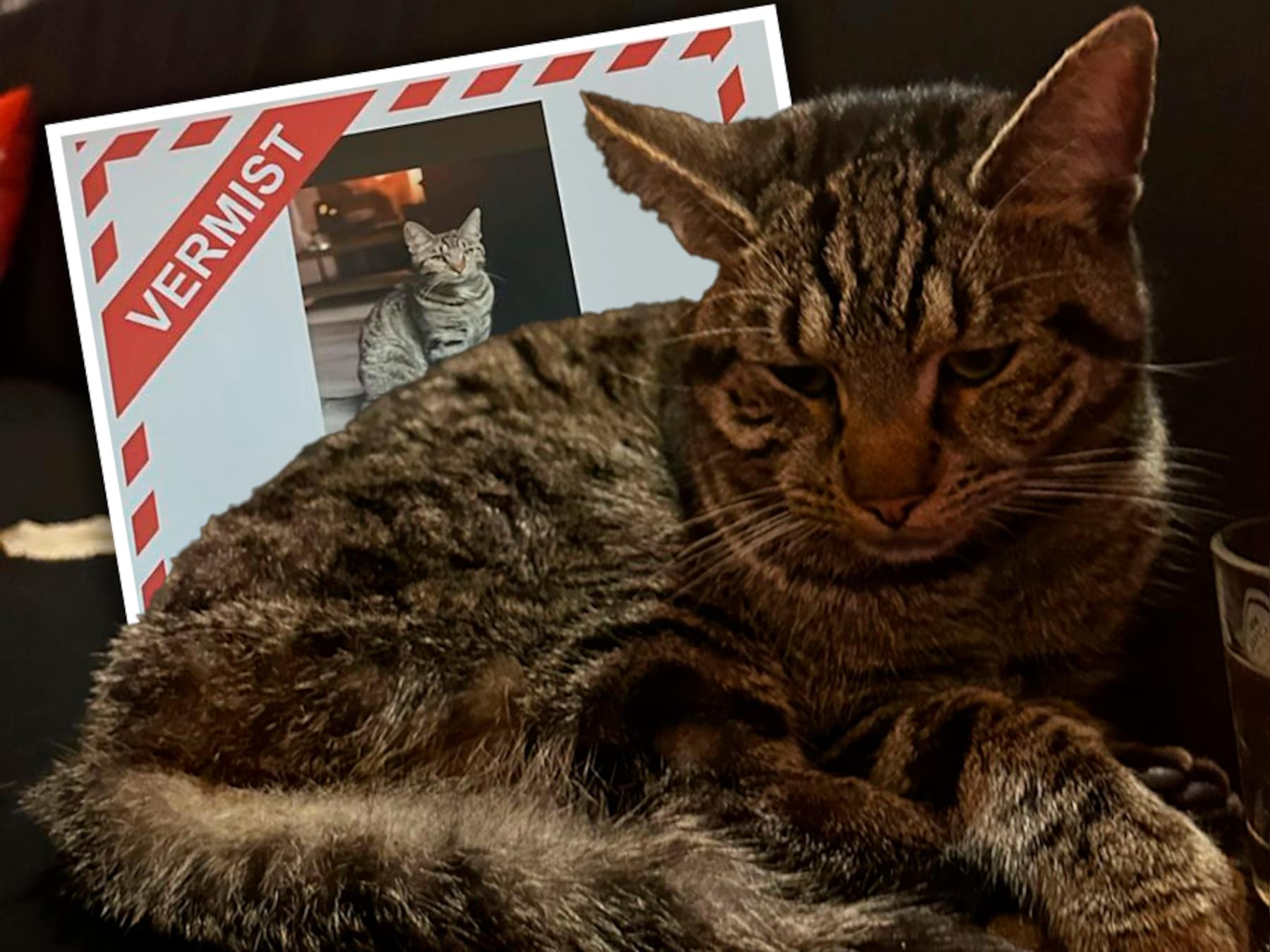 Kat Spikey komt al weken niet thuis. Als familie bijna de hoop opgeeft, blijkt hij op een bijzondere plek rond te lopen