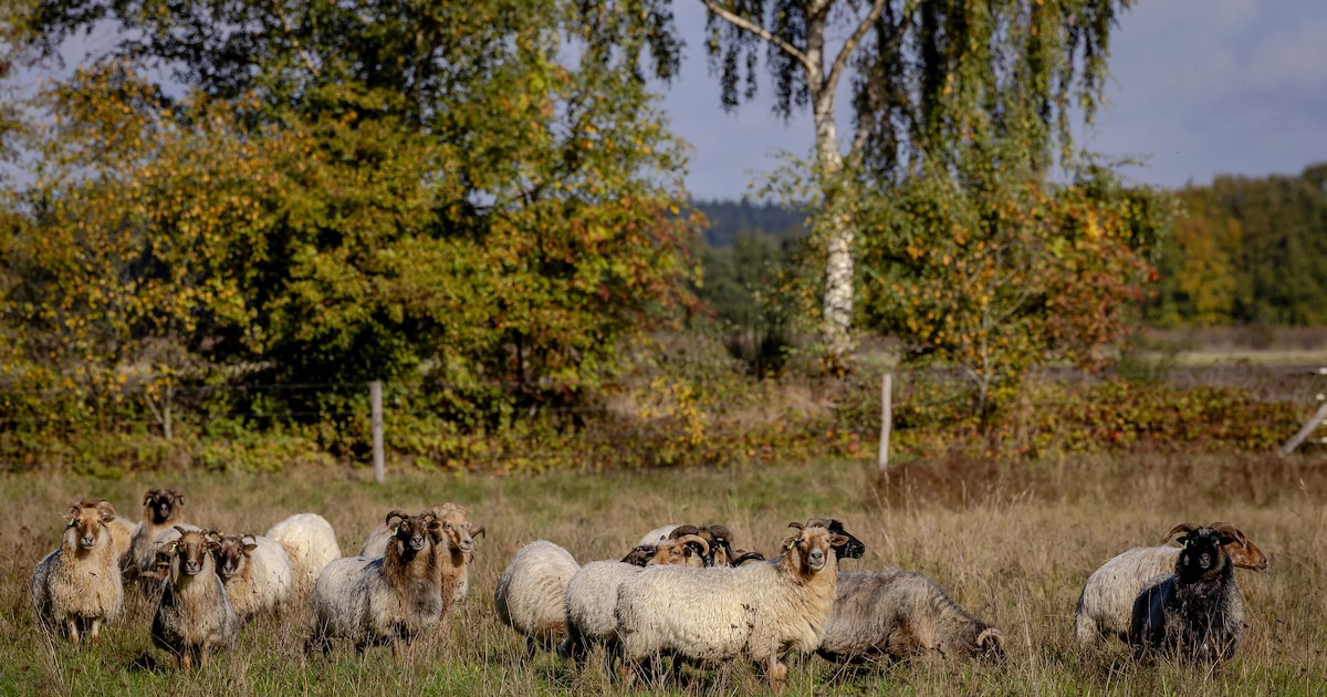 Genomineerden voor Hét Compliment van Drenthe 2025 zijn bekend