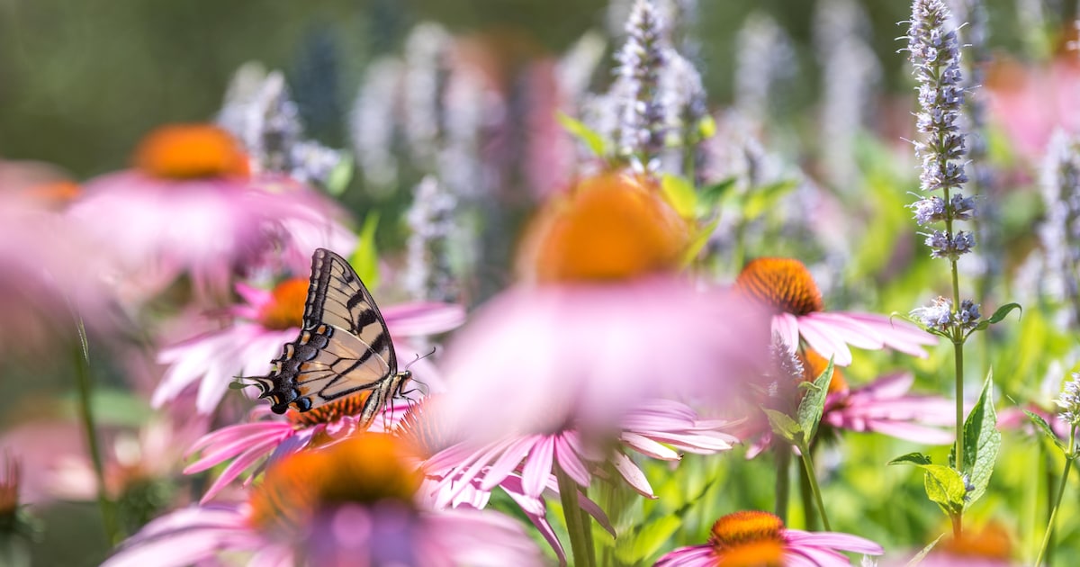 Website moet Apeldoorners helpen bij groener tuinieren