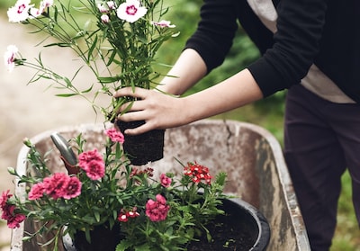Aangezien zij de enige anjer tussen de vele andere bloemen was, schaamde zij zich voor zichzelf