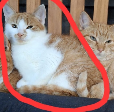 Heb jij Kitty gezien? Dit huisdier wordt in Hellendoorn vermist