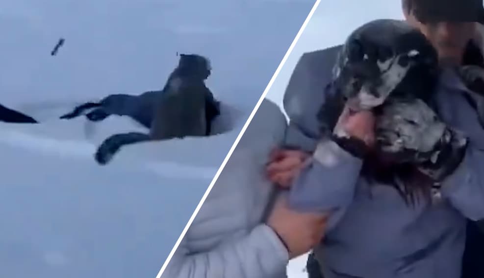 KIJK | Sneeuwluipaard valt toerist in China aan (en die moet naar het  ziekenhuis) | Foto | destentor.nl