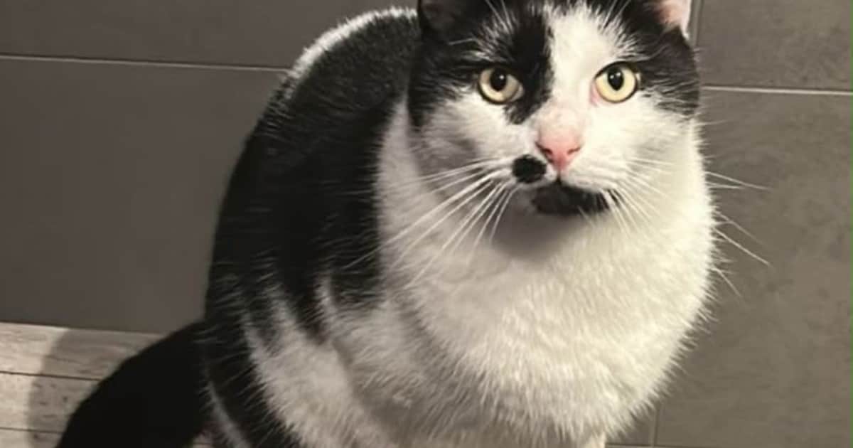 Heb jij Storm gezien? Dit huisdier wordt in Noordoostpolder vermist