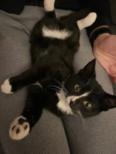 Heb jij Levi of Puck gezien? Deze twee huisdieren worden in Raalte vermist