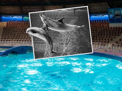 Het begon met een omstreden filmpje in 2016, nu moet het Dolfinarium waarschijnlijk zijn dolfijnen l
