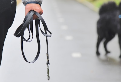Hier in Hattem mogen honden nu loslopen