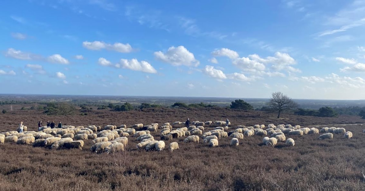 Op zoek naar de schaapskudde op de Lemelerberg