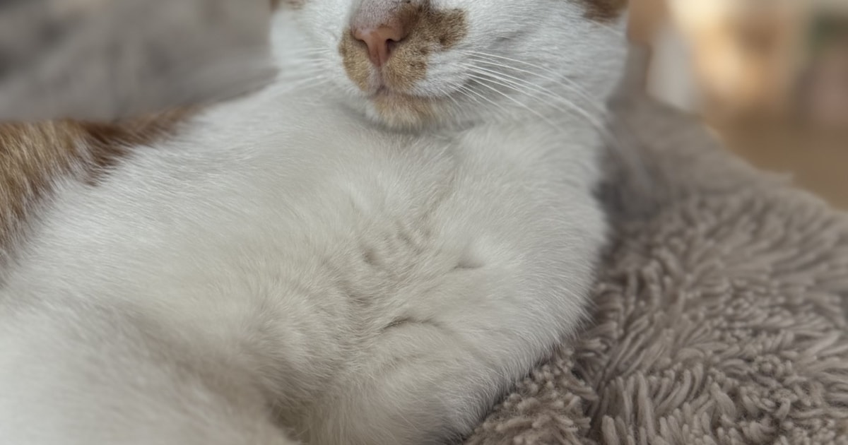 Heb jij Simba gezien? Dit huisdier wordt in Ommen vermist