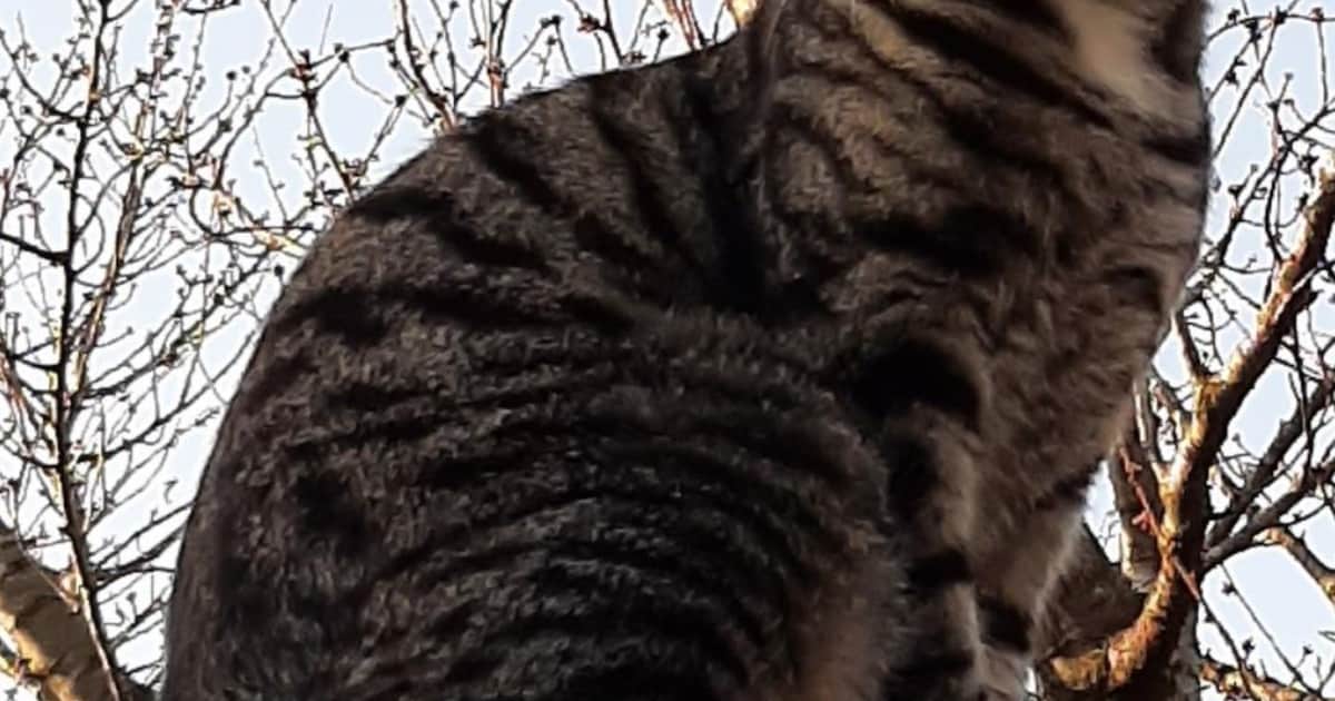 Heb jij Miki of Oepsie gezien? Deze twee huisdieren worden in Ermelo vermist