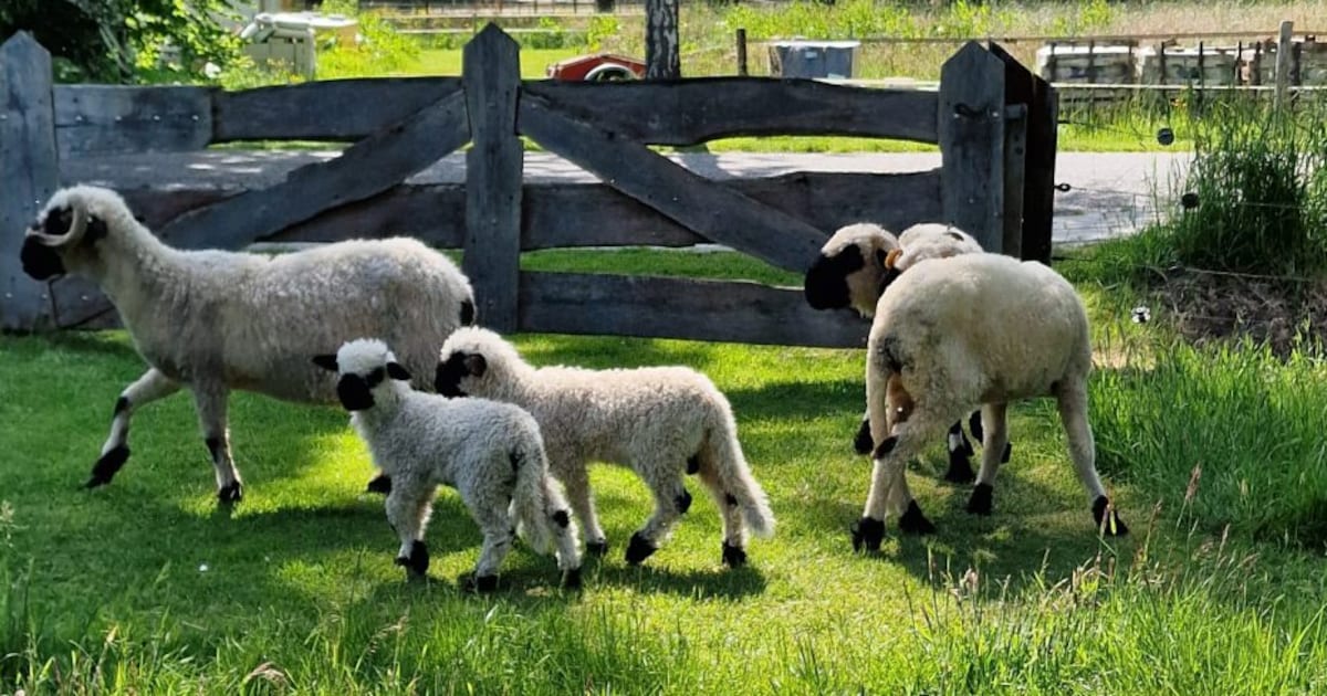 Natuurboerderij BalkInn houdt schaapscheerdersfeest voor gezinnen