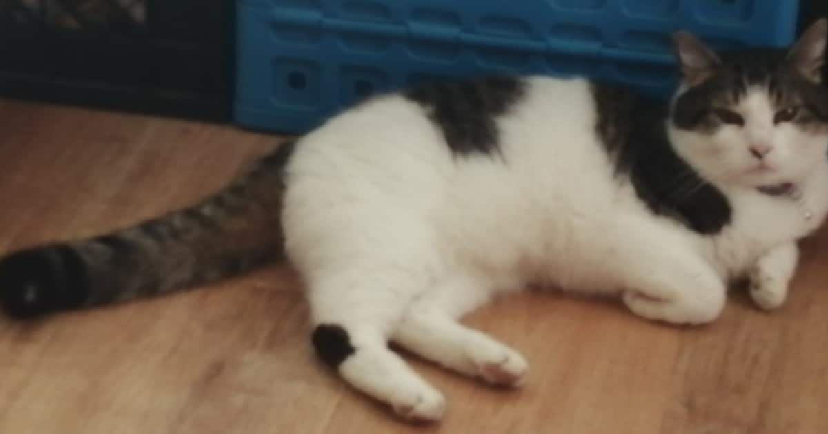 Heb jij Birdy of Hommol gezien? Deze twee huisdieren worden in Zutphen vermist