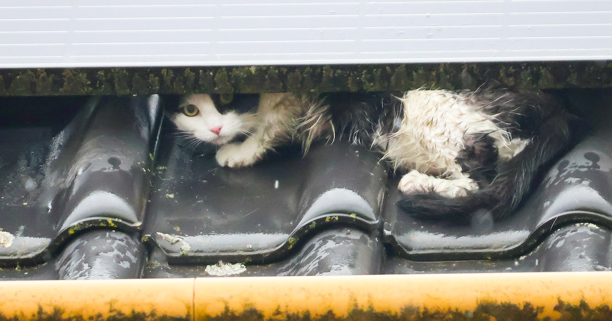 Kat komt klem te zitten onder zonnepanelen, brandweer schiet te hulp
