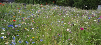 Rijssen-Holten deelt gratis bloemenmengsel uit voor een kleurrijke gemeente