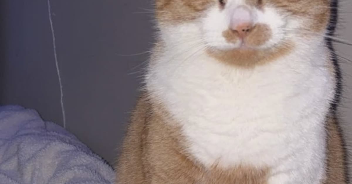Heb jij Guus of Mischa gezien? Deze twee huisdieren worden in Brummen vermist
