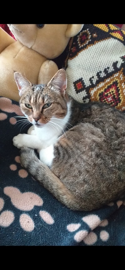 Heb jij Izzy of Nora gezien? Deze twee huisdieren worden in Putten vermist