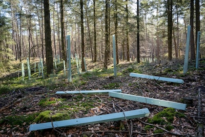 Danielle (52) wandelt graag door dit bos bij Apeldoorn, maar ziet nu overal kunststof snippers