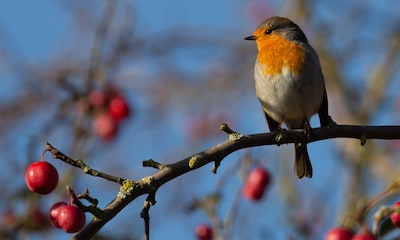 Besteltermijn plantactie ‘Proef de natuur’ verlengd