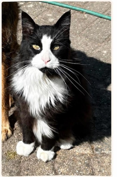 Heb jij Karel, Koopa of Bucky gezien? Deze zes huisdieren worden in Lelystad vermist