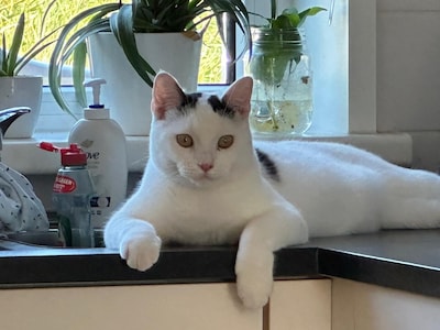 Heb jij Boef, Mufassa of Sita gezien? Deze zes huisdieren worden in Lelystad vermist