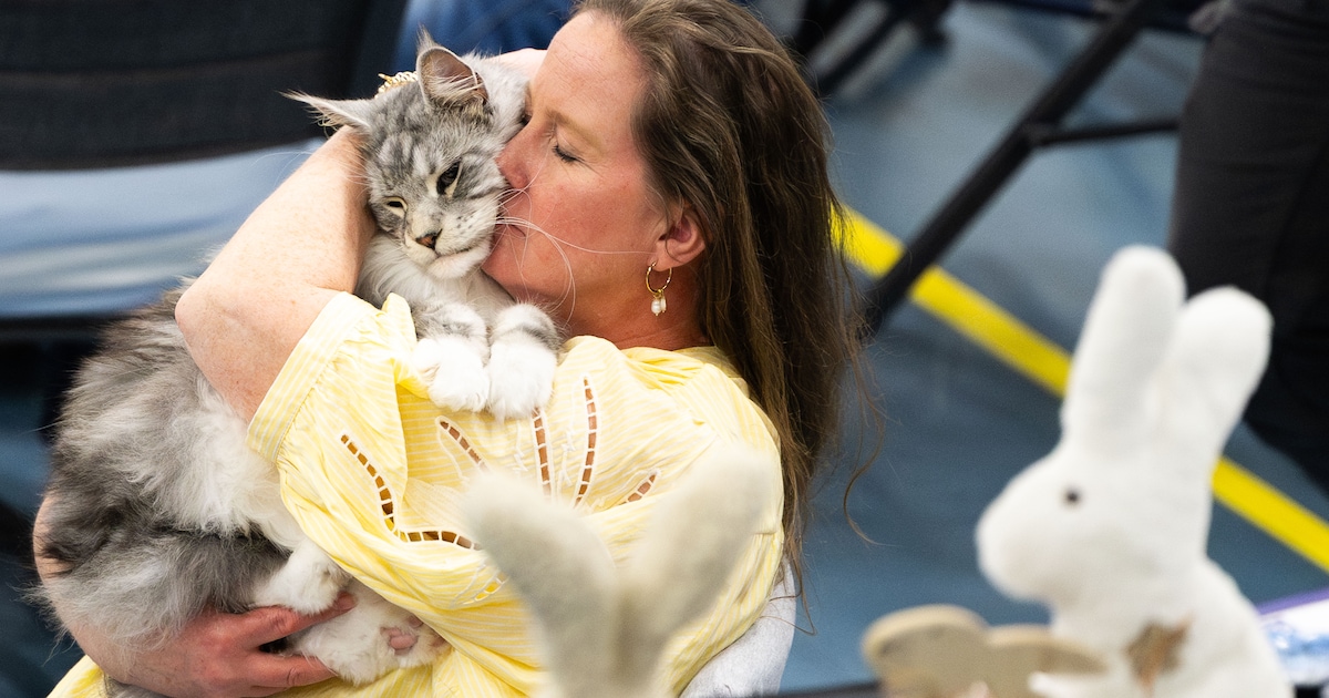 Katten stelen de show in Zutphen: ‘Dag en nacht ben je ermee bezig’