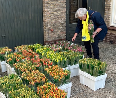 Lionsclub Bronckhorst verkoopt tulpen voor goede doel