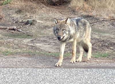 LIVE | Jacht op wolf Hoge Veluwe ligt alweer een week stil, mag die straks wél doorgaan?