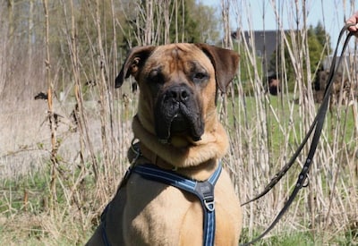 Lieve goedzak Bob zoekt gouden mandje