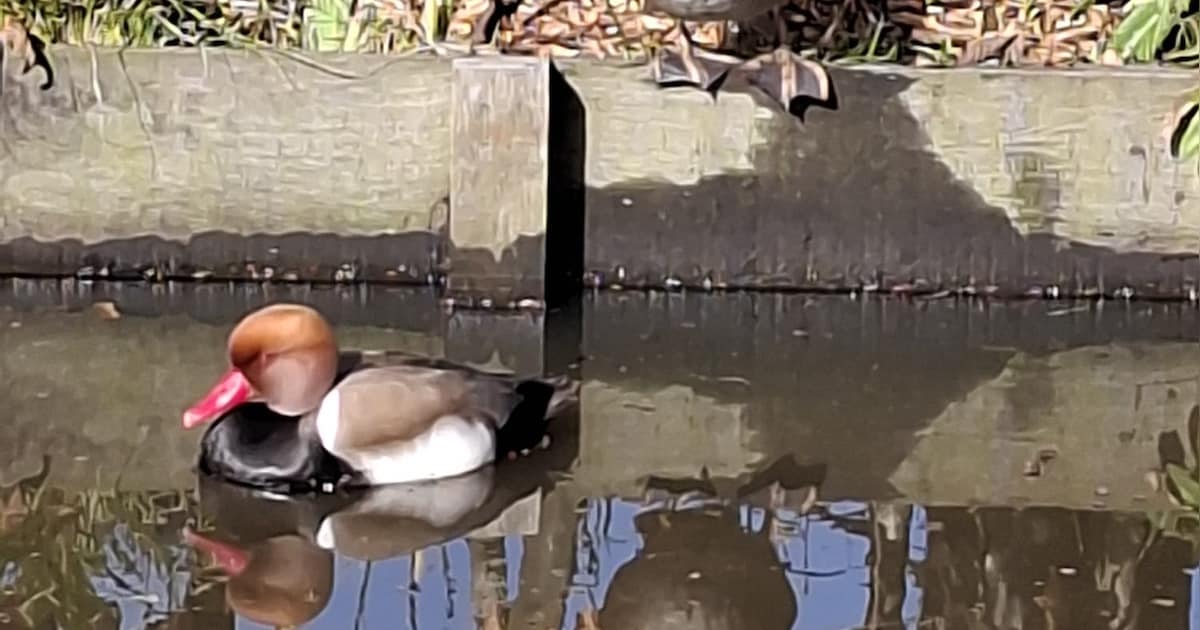 Dit stuurden jullie in: Anne krijgt bezoek van krooneenden • Doe mee aan de Univé Kids Running Day i