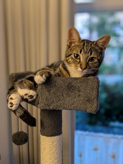 Heb jij Jay Jay of Sunny gezien? Deze twee huisdieren worden in Deventer vermist