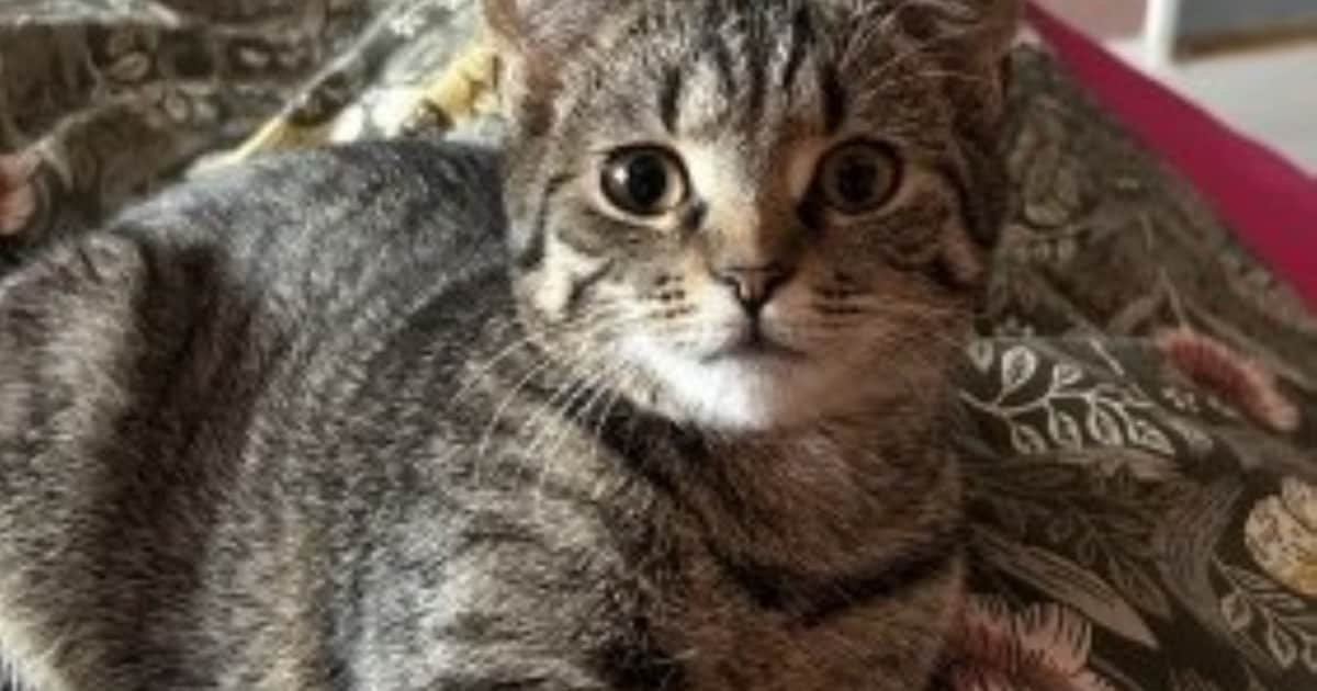 Heb jij Yoko, Bo of Yuki gezien? Deze vijf huisdieren worden in Deventer vermist