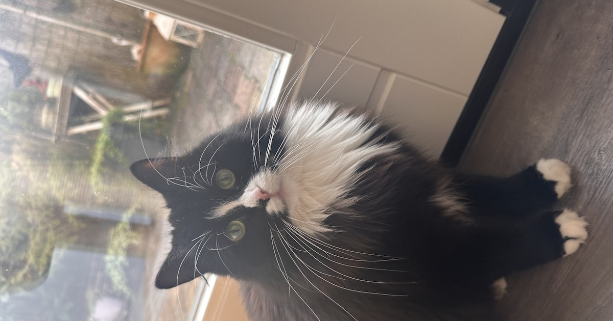 Heb jij Oortje of Browny gezien? Deze drie huisdieren worden in Dalfsen vermist