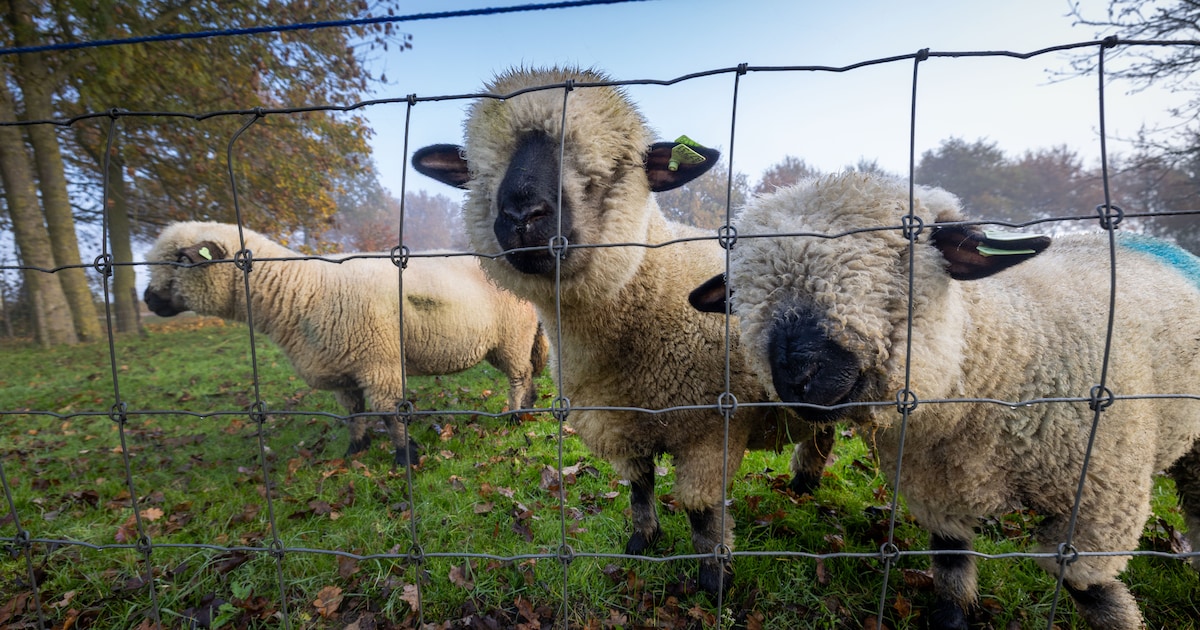Wolf sloeg afgelopen jaar elf keer toe in Steenwijkerland, in totaal 77 dieren dood