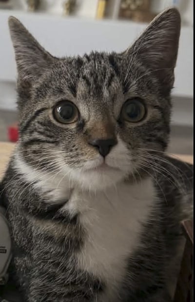 Heb jij Pito of Kees gezien? Deze twee huisdieren worden in Bronckhorst vermist