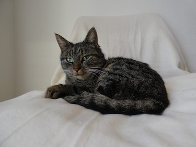 Heb jij Queen gezien? Dit huisdier wordt in Hardenberg vermist