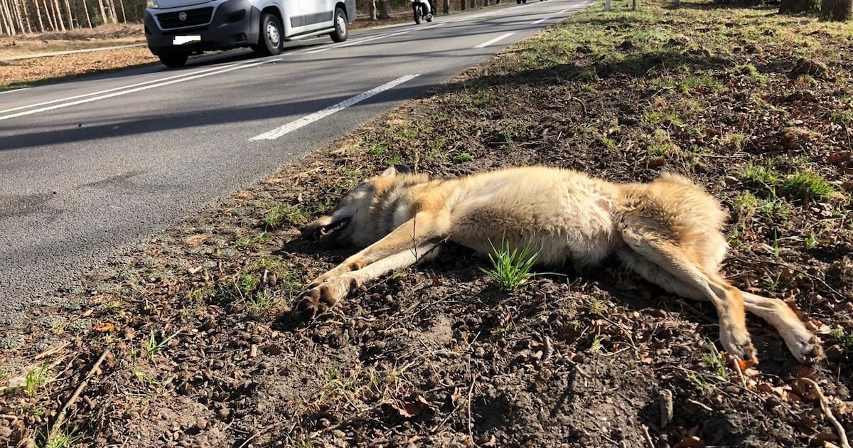Vier wolven dood in twee weken, dit is waarom de dieren nu zo vaak worden aangereden