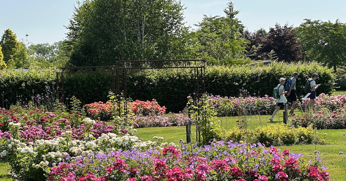 Rozenfestival in Appeltern