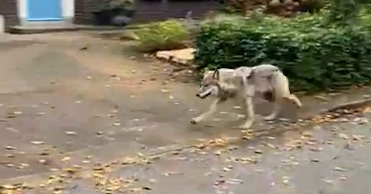 KIJK | Saranne (18) filmt wolf op straat in Ermelo: ‘Holy sh*t!’