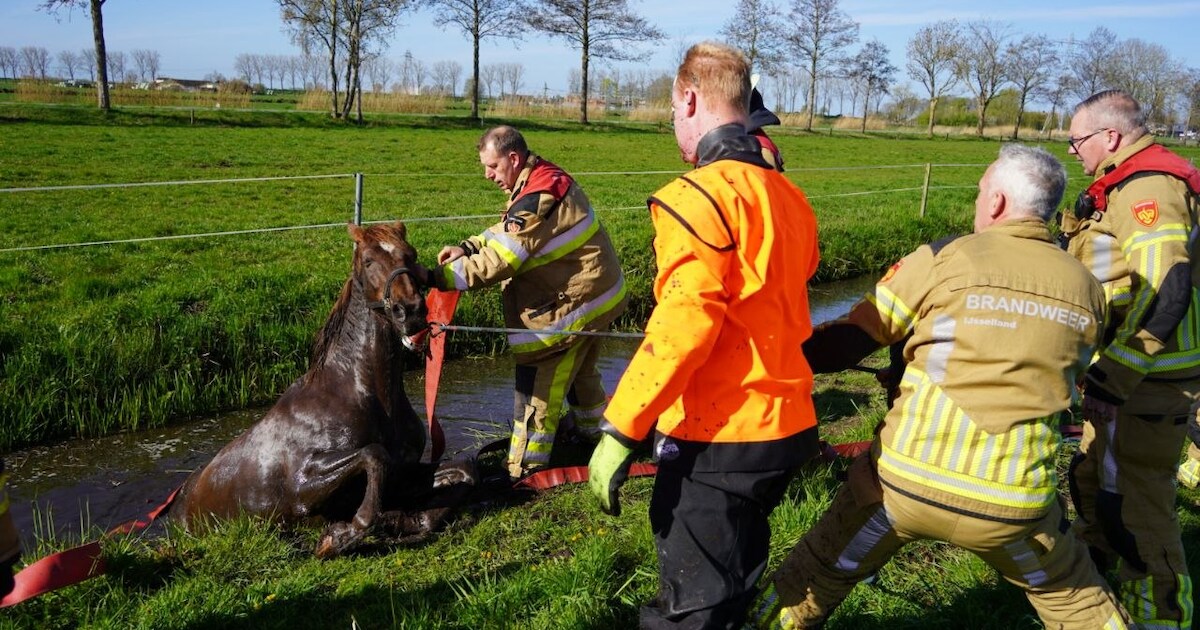 Weer paard in de sloot in Zwartsluis: brandweer trekt dier op het droge