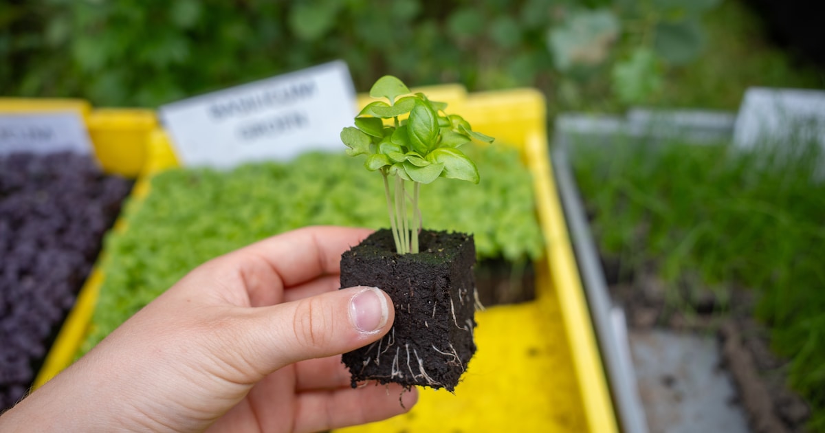 Open tuin en plantjesmarkt bij Tuinderij De Veldhof