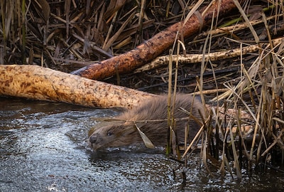 De bever is bezig met een opmars in onze regio, zo eenvoudig is het om er één te spotten: acht tips