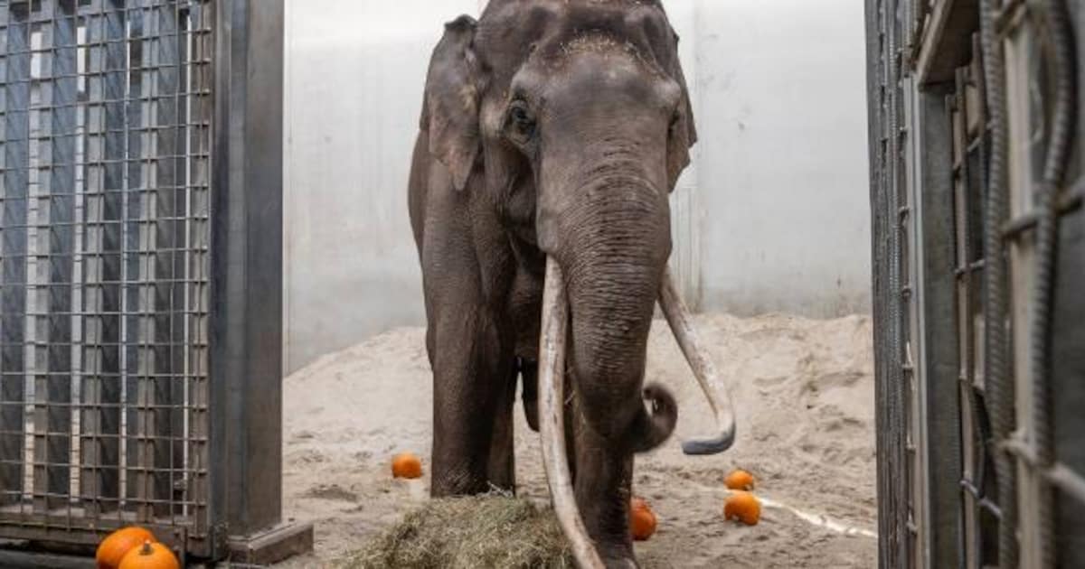 Tweede olifantenstier arriveert bij Wildlands in Emmen